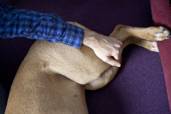 Animal Acupressure, Oakland, Berkeley, East Bay, Acupuncture