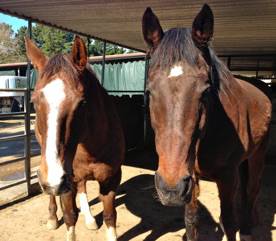 Horse Acupuncture, Equestrian Acupuncture